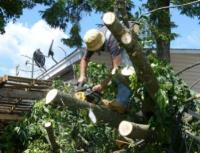 Spring Hill Tree Specialists image 5